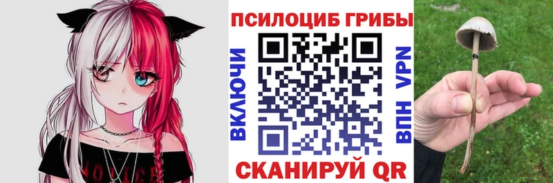 Купить  Олонец  Псилоцибиновые грибы Psilocybine cubensis 
